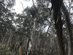 Eucalyptus dalrympleana