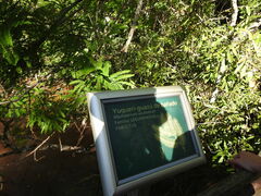 Machaerium aculeatum