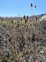 Dipsacus sativus