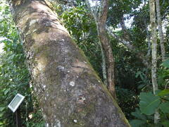 Alchornea glandulosa