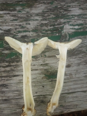 Amanitaceae