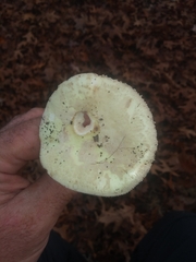 Amanitaceae