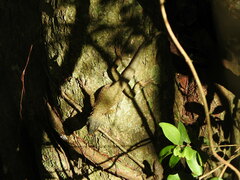 Tropidurus