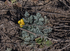 Eschscholzia ramosa