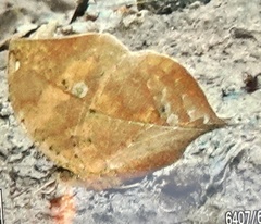 Kallima albofasciata