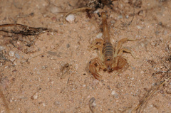 Vaejovidae