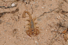 Vaejovidae