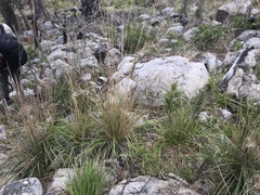 Poa helmsii