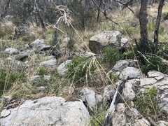 Poa helmsii