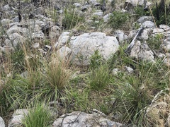 Poa helmsii