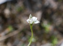 Thelymitra ixioides