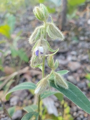 Salvia misella