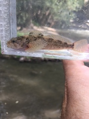 Cottus beldingii