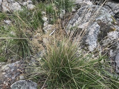 Poa helmsii