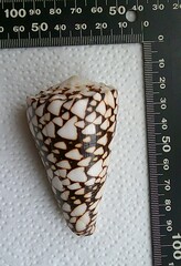 Conus bandanus
