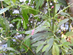 Ruellia angustiflora