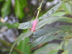 Ruellia angustiflora