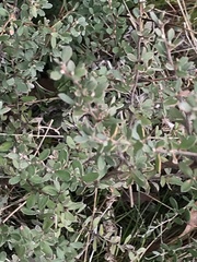 Leptospermum myrtifolium