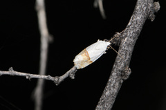 Ponometia elegantula