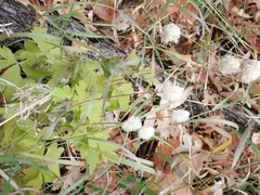 Anemone cylindrica