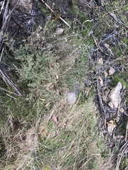 Leptospermum myrtifolium