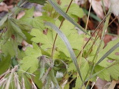 Anemone cylindrica