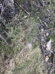 Leptospermum myrtifolium