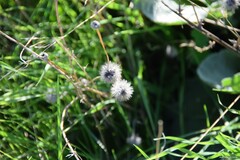 Trifolium angustifolium