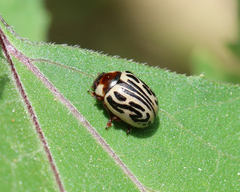 Zygogramma bicolorata