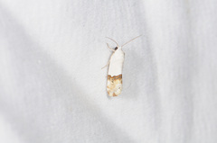 Ponometia elegantula