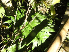 Thaumatophyllum bipinnatifidum