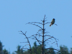 Empidonax flaviventris