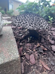 Strobilomyces confusus