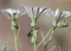 Calycoseris wrightii