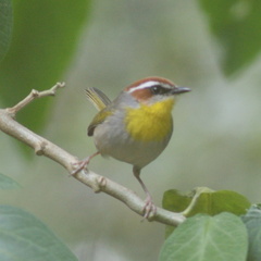 Basileuterus rufifrons