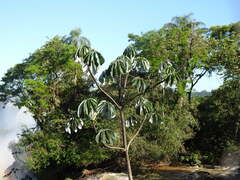 Cecropia pachystachya