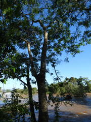 Anadenanthera colubrina