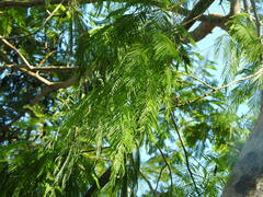 Anadenanthera colubrina