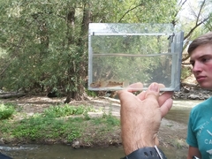 Cottus beldingii