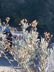 Eriodictyon tomentosum