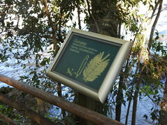 Anadenanthera colubrina