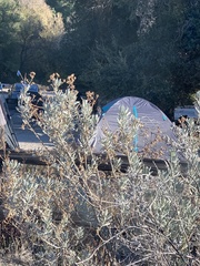 Eriodictyon tomentosum