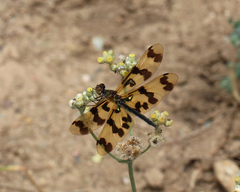 Rhyothemis graphiptera