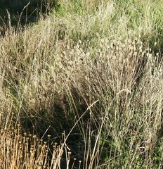 Santolina rosmarinifolia