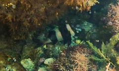 Pseudogoniistius nigripes