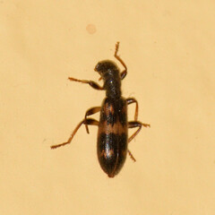Cymatodera undulata