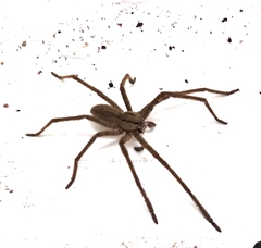 Cupiennius salei