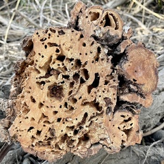 Kalotermitidae