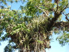 Aechmea distichantha