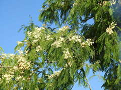 Anadenanthera colubrina